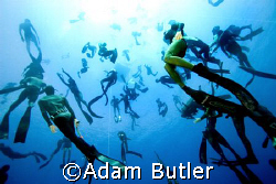 Free divers come down on mass to look at my camera. by Adam Butler 